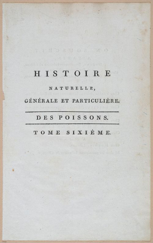 E427 - French Fish - i21152