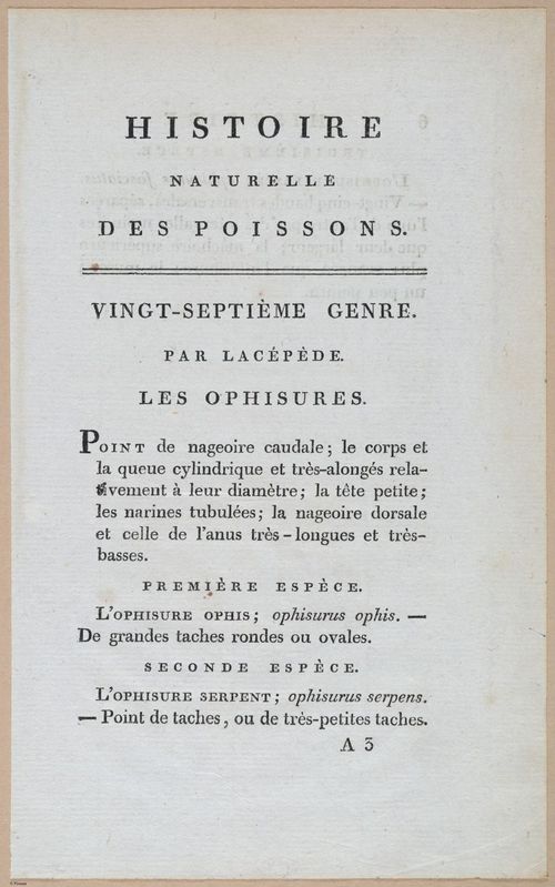 E427 - French Fish - i21155