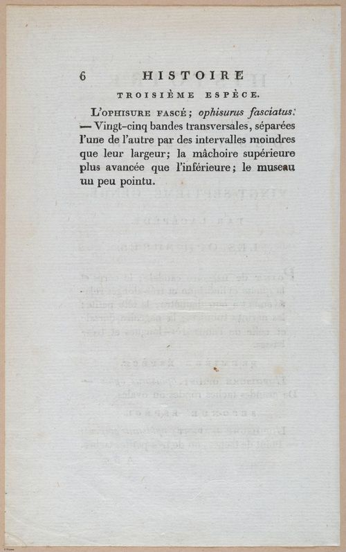 E427 - French Fish - i21156