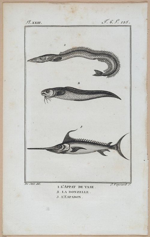 E427 - French Fish - i21157