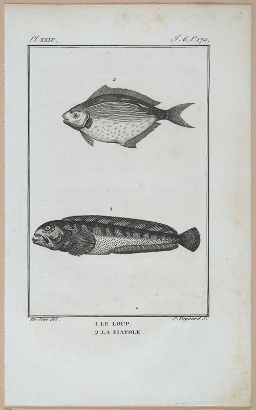 E427 - French Fish - i21159