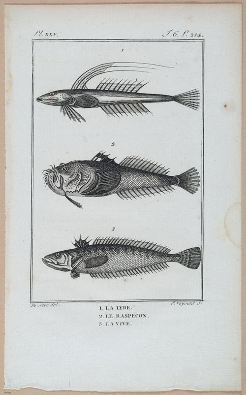 E427 - French Fish - i21160