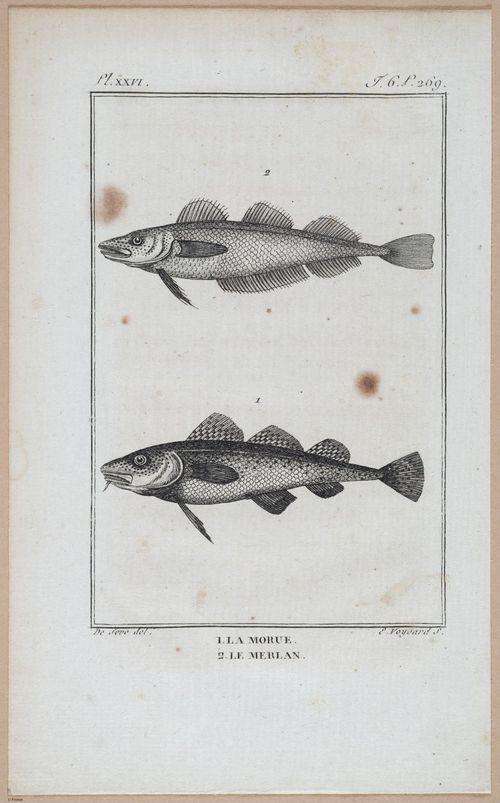 E427 - French Fish - i21161