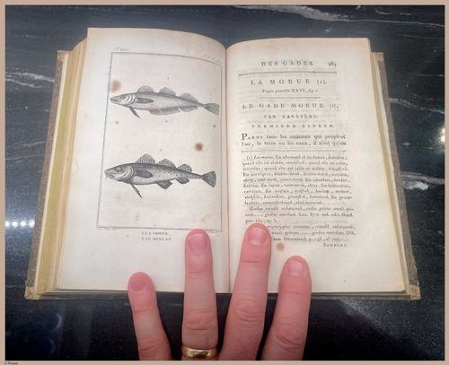 E427 - French Fish - i8544