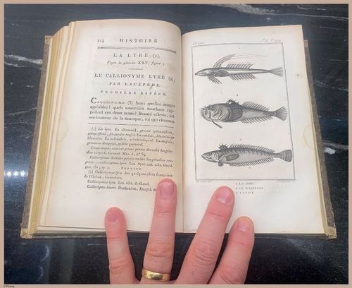 E427 - French Fish - i8545