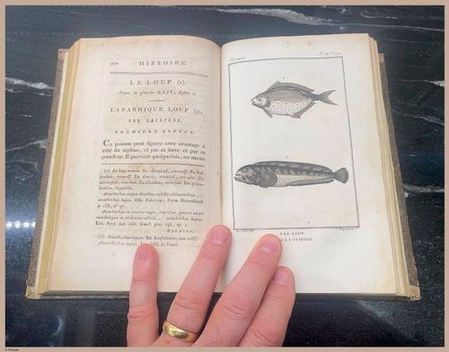 E427 - French Fish - i8546