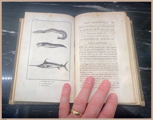 E427 - French Fish - i8547