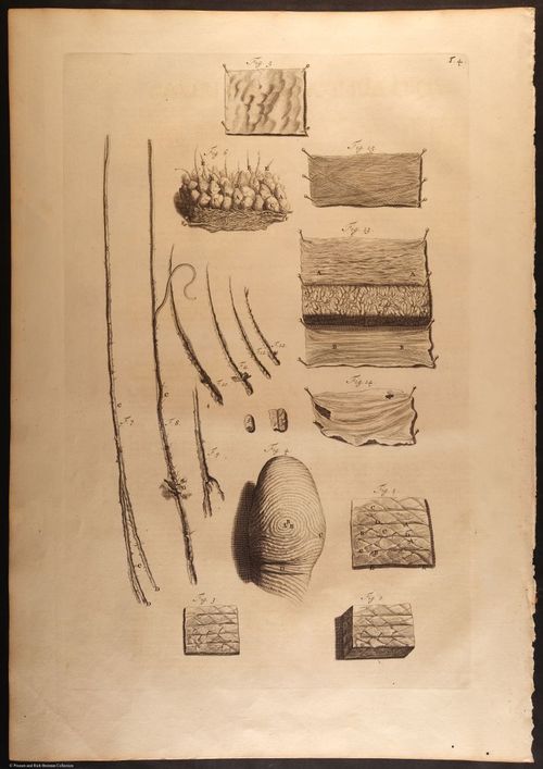 E466 - Anatomy Atlas - Cowper - i0528