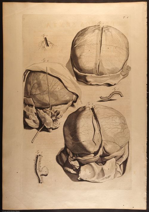 E466 - Anatomy Atlas - Cowper - i0529