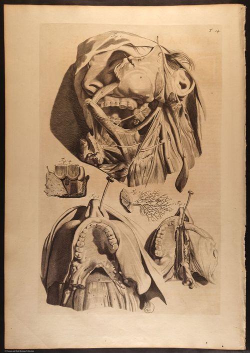 E466 - Anatomy Atlas - Cowper - i0533