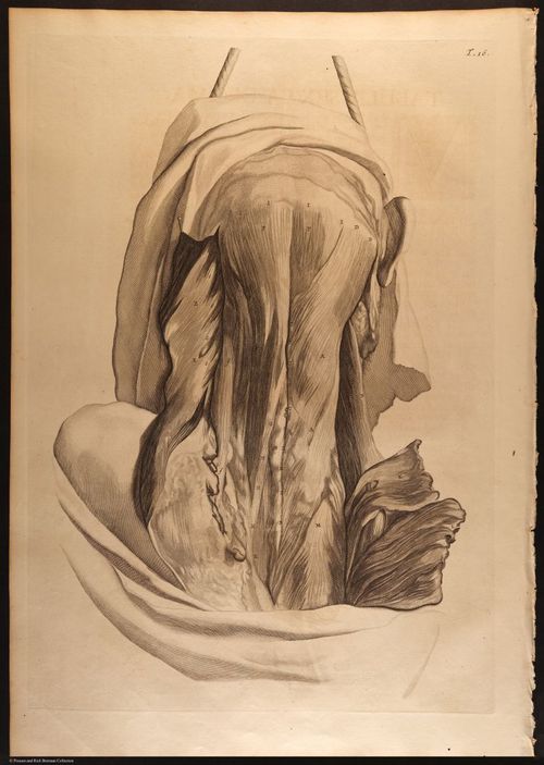 E466 - Anatomy Atlas - Cowper - i0534