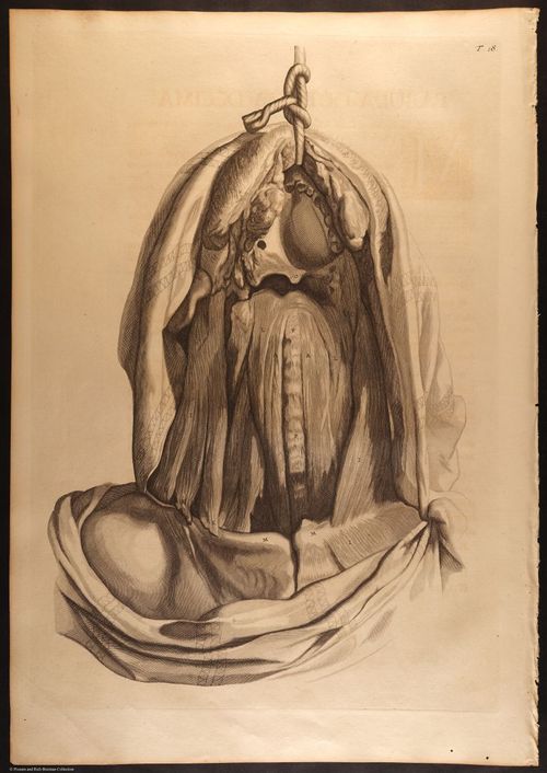 E466 - Anatomy Atlas - Cowper - i0535