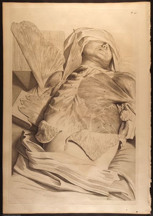 E466 - Anatomy Atlas - Cowper - i0536