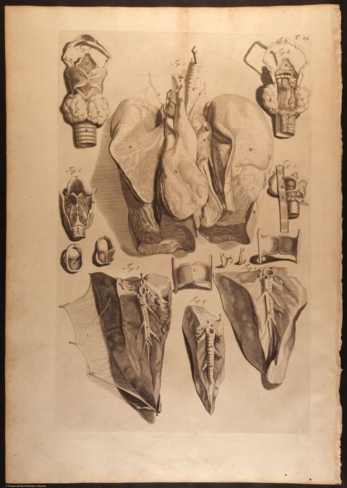 E466 - Anatomy Atlas - Cowper - i0537
