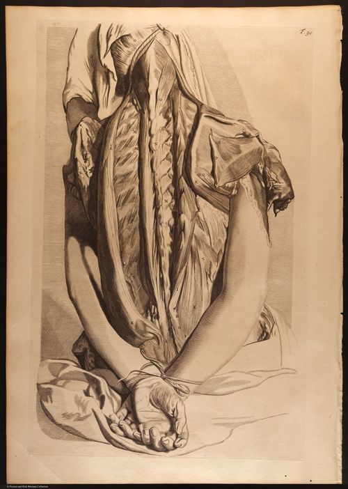 E466 - Anatomy Atlas - Cowper - i0540