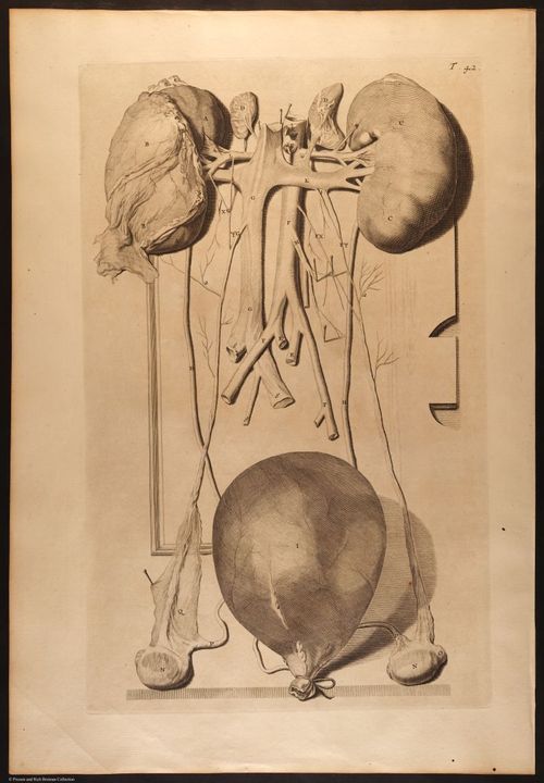 E466 - Anatomy Atlas - Cowper - i0546