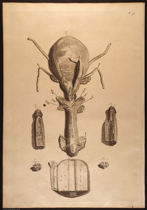 E466 - Anatomy Atlas - Cowper - i0549