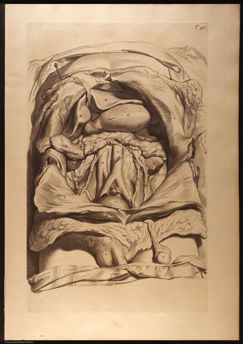 E466 - Anatomy Atlas - Cowper - i0553