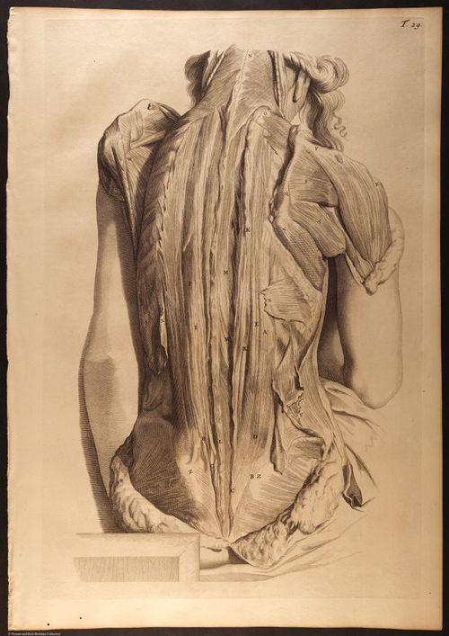 E466 - Anatomy Atlas - Cowper - i0559