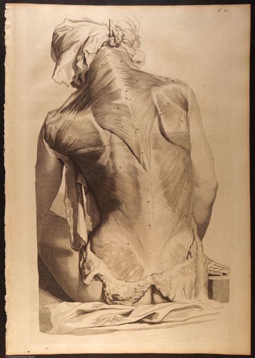E466 - Anatomy Atlas - Cowper - i0560