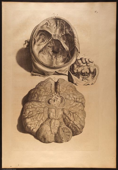 E466 - Anatomy Atlas - Cowper - i0569