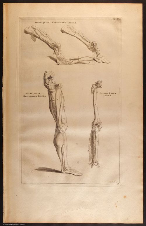 E466 - Anatomy Atlas - Cowper - i0580