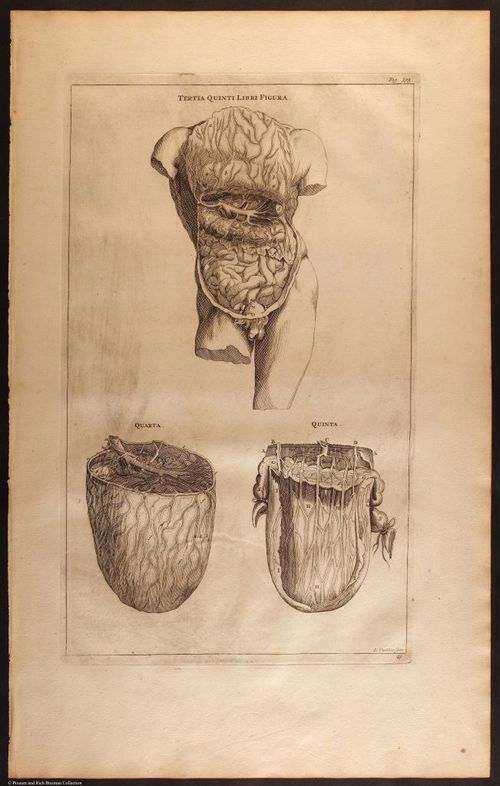 E466 - Anatomy Atlas - Cowper - i0581