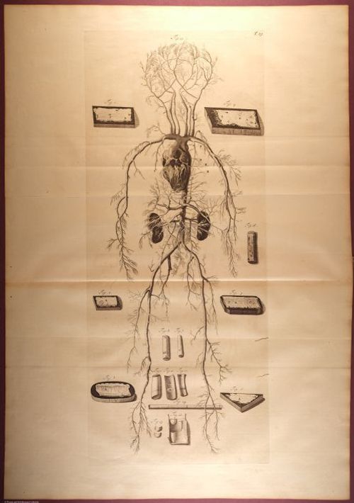 E466 - Anatomy Atlas - Cowper - i0584
