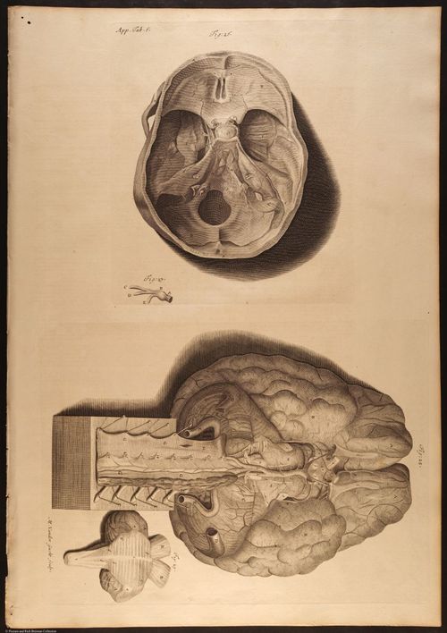 E466 - Anatomy Atlas - Cowper - i0617