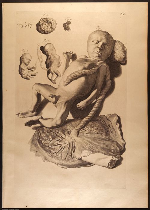 E466 - Anatomy Atlas - Cowper - i0623
