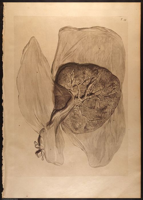E466 - Anatomy Atlas - Cowper - i0624