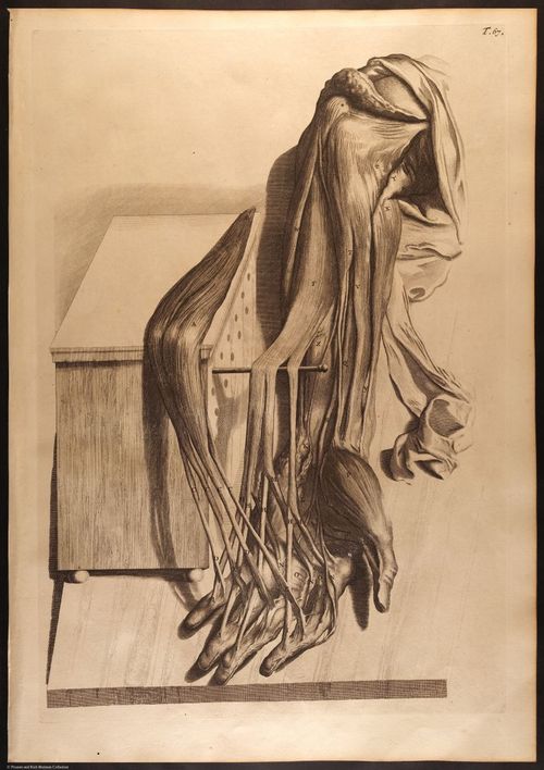 E466 - Anatomy Atlas - Cowper - i0628