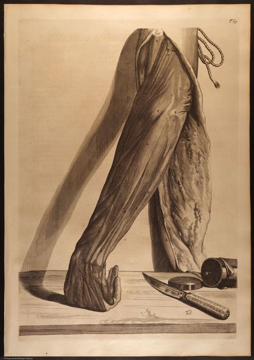 E466 - Anatomy Atlas - Cowper - i0629