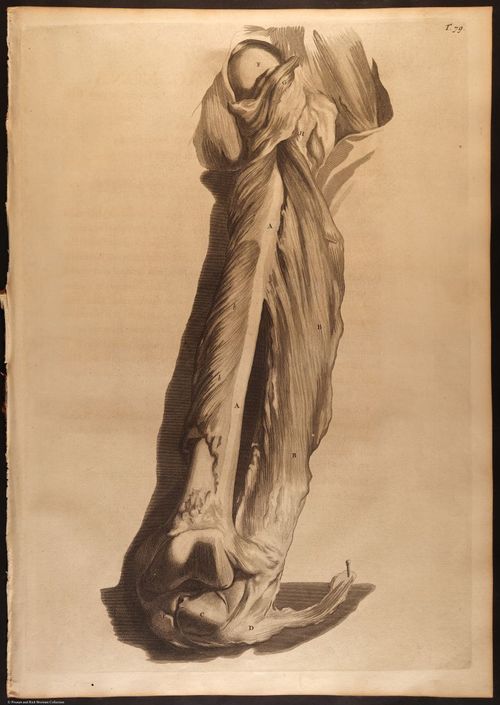 E466 - Anatomy Atlas - Cowper - i0634