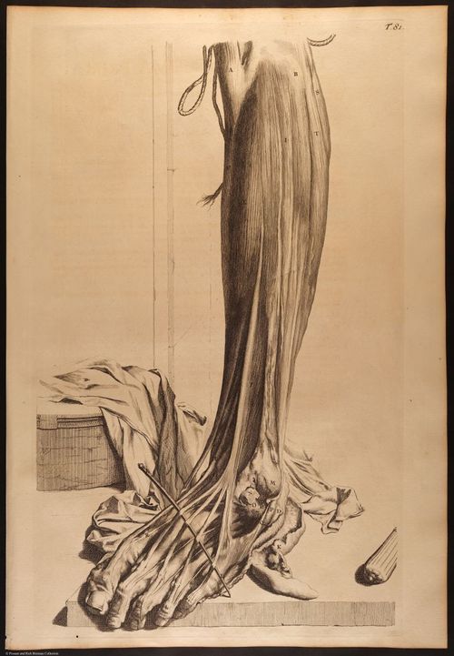E466 - Anatomy Atlas - Cowper - i0635