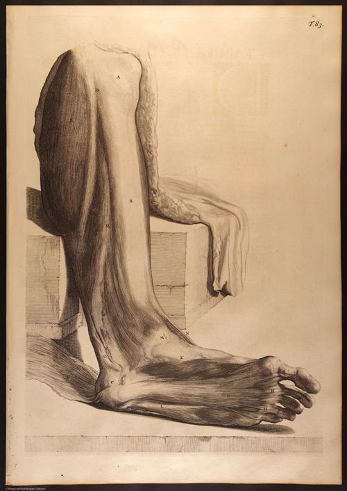E466 - Anatomy Atlas - Cowper - i0636