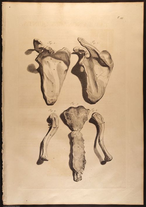 E466 - Anatomy Atlas - Cowper - i0639