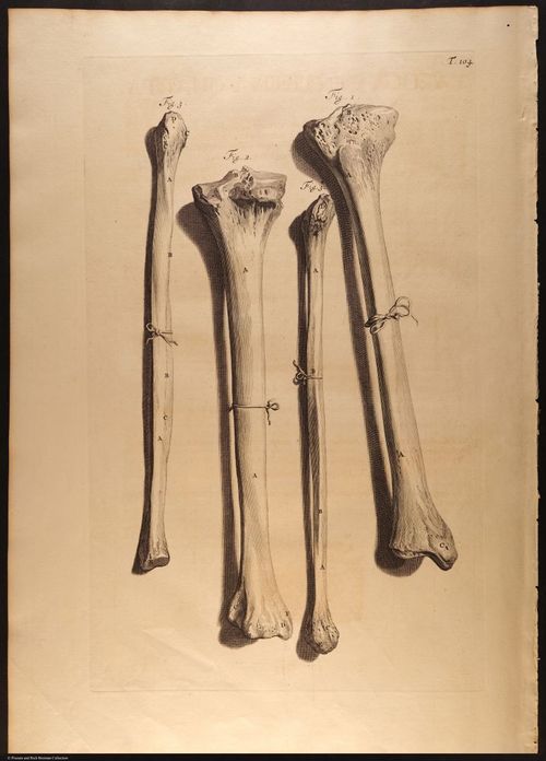E466 - Anatomy Atlas - Cowper - i0643