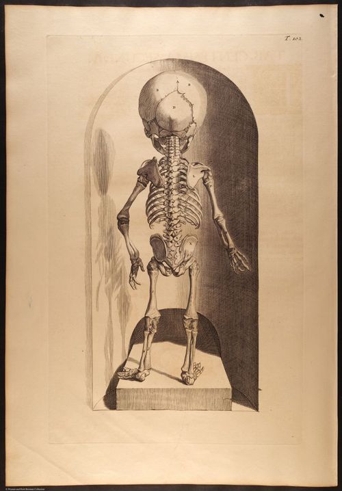 E466 - Anatomy Atlas - Cowper - i0644