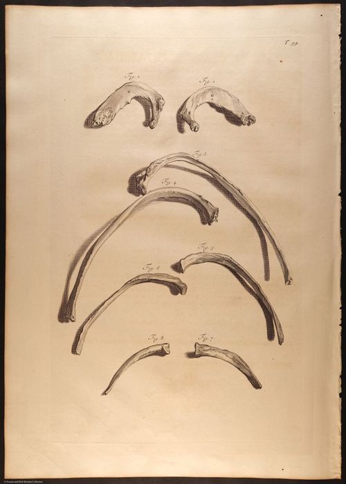 E466 - Anatomy Atlas - Cowper - i0647