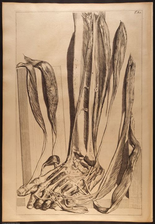 E466 - Anatomy Atlas - Cowper - i0650