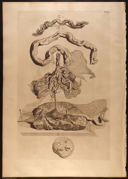 E466 - Anatomy Atlas - Cowper - i0662