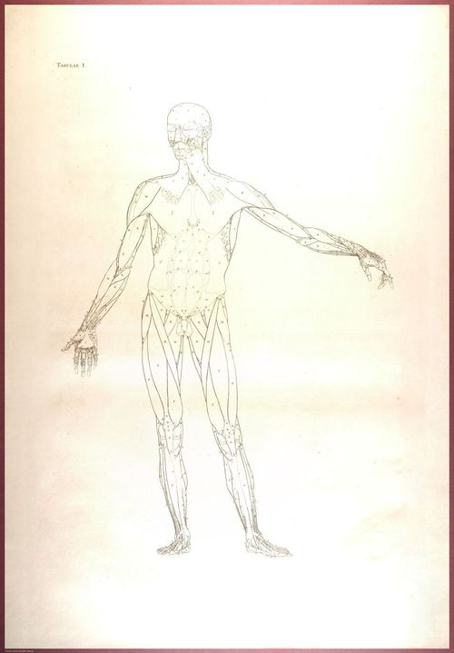 E488 - Albinus Anatomy - 0801