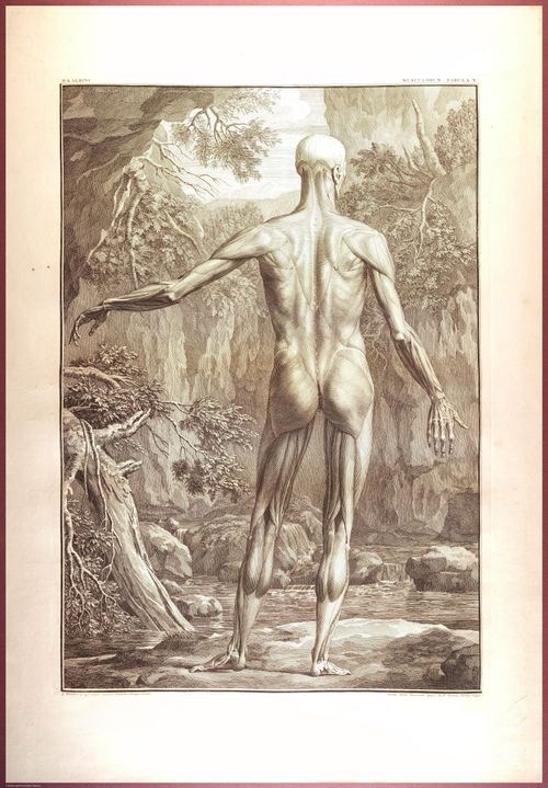 E488 - Albinus Anatomy - 0803