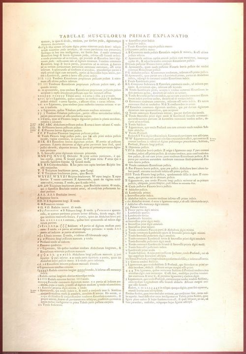 E488 - Albinus Anatomy - 0804