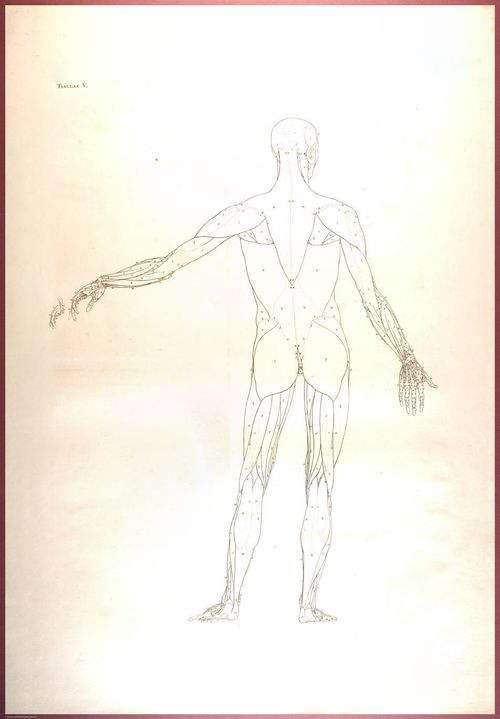 E488 - Albinus Anatomy - 0805