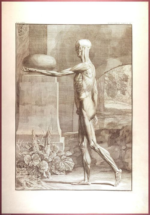 E488 - Albinus Anatomy - 0806