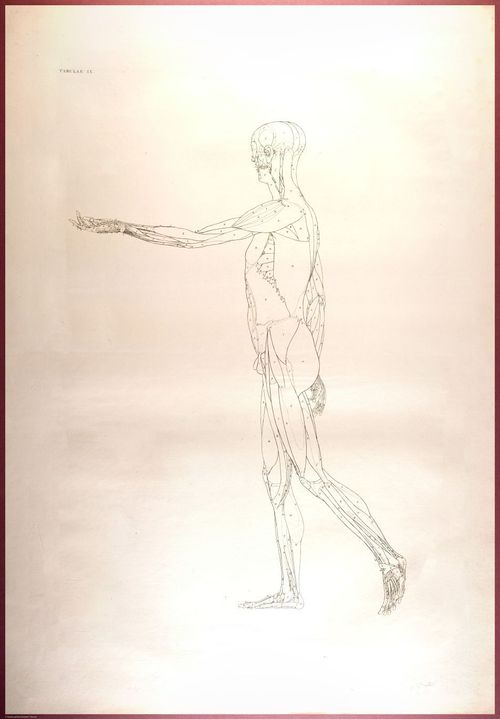 E488 - Albinus Anatomy - 0807