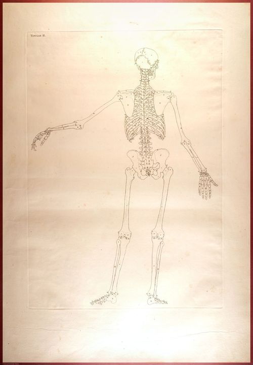 E488 - Albinus Anatomy - 0809
