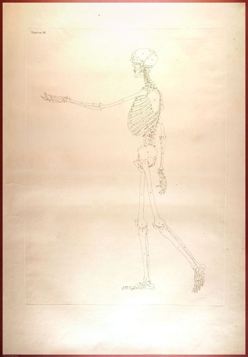E488 - Albinus Anatomy - 0811